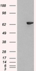 Anti Human Lnk (N-Terminal) Antibody thumbnail image 1