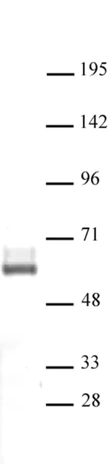 Anti Human LXR-beta Antibody gallery image 1