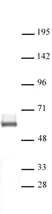 Anti Human LXR-beta Antibody thumbnail image 1
