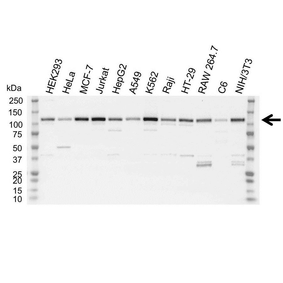 Anti Lysine-Specific Histone Demethylase Antibody (PrecisionAb Polyclonal Antibody) gallery image 1