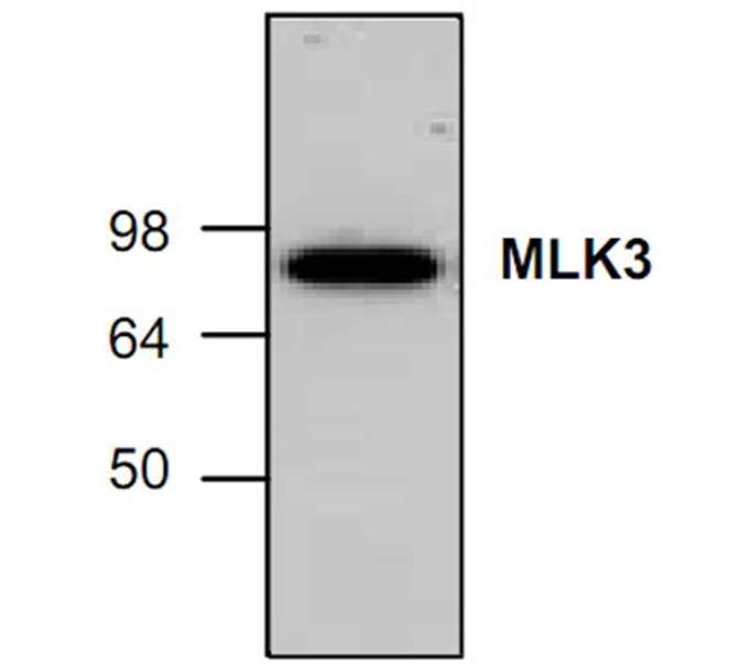 Anti M3K11 Antibody gallery image 1
