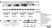 Anti Human MAP1LC3A/B (N-Terminal) Antibody thumbnail image 3