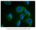 Anti Human MAP1LC3A/B (N-Terminal) Antibody thumbnail image 4