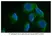 Anti Human MAP1LC3A/B (N-Terminal) Antibody thumbnail image 4