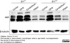 Anti Human MBP Antibody gallery image 1