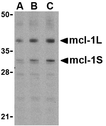 Anti Human Mcl-1 Antibody gallery image 1