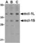 Anti Human Mcl-1 Antibody thumbnail image 1