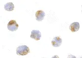 Anti Human Mcl-1 Antibody gallery image 2