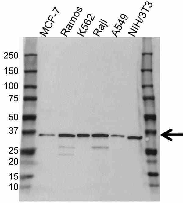 Anti Mcl-1 Antibody (PrecisionAb Polyclonal Antibody) gallery image 1