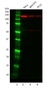 Anti MCM2 Antibody thumbnail image 1