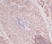Anti Human MCP-1 Antibody thumbnail image 1