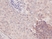 Anti Human MCP-1 Antibody thumbnail image 2