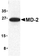 Anti MD-2 Antibody gallery image 1