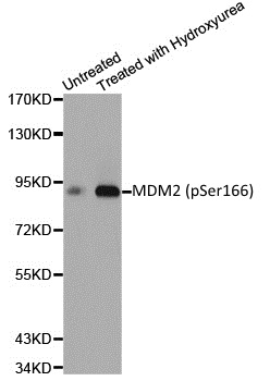 Anti MDM2 (pSer166) Antibody thumbnail image 1