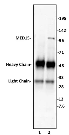 Anti Human MED15 Antibody gallery image 1