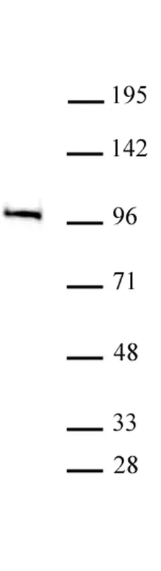 Anti Human MED15 Antibody gallery image 2