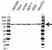 Anti MED17 Antibody (PrecisionAb Polyclonal Antibody) thumbnail image 1