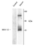 Anti MEK 1/2 (pSer218/pSer222) Antibody thumbnail image 1