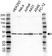 Anti MEK 1 Antibody (PrecisionAb Polyclonal Antibody) thumbnail image 1