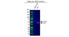 Anti MEK 1 Antibody (PrecisionAb Polyclonal Antibody) gallery image 2