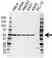 Anti MEK 2 Antibody (PrecisionAb Polyclonal Antibody) thumbnail image 1