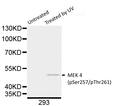 Anti MEK 4 (pSer257/pThr261) Antibody gallery image 1