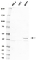 Anti MICA Antibody (PrecisionAb Polyclonal Antibody) thumbnail image 1