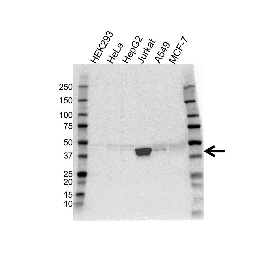 Anti Micb Antibody (PrecisionAb Polyclonal Antibody) gallery image 1
