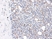 Anti Human MIP-1 Beta Antibody thumbnail image 1