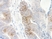 Anti Human MIP-3 Alpha Antibody thumbnail image 2
