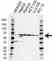 Anti MMP-3 Antibody (PrecisionAb Polyclonal Antibody) thumbnail image 1