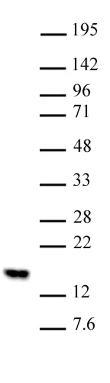Anti Mono-Methyl-Histone H2B (Lys5) Antibody gallery image 1