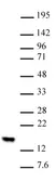 Anti Mono-Methyl-Histone H2B (Lys5) Antibody thumbnail image 1