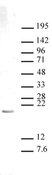 Anti Mono-Methyl-Histone H3 (Lys27) Antibody thumbnail image 1