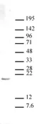 Anti Mono-Methyl-Histone H3 (Lys27) Antibody thumbnail image 1