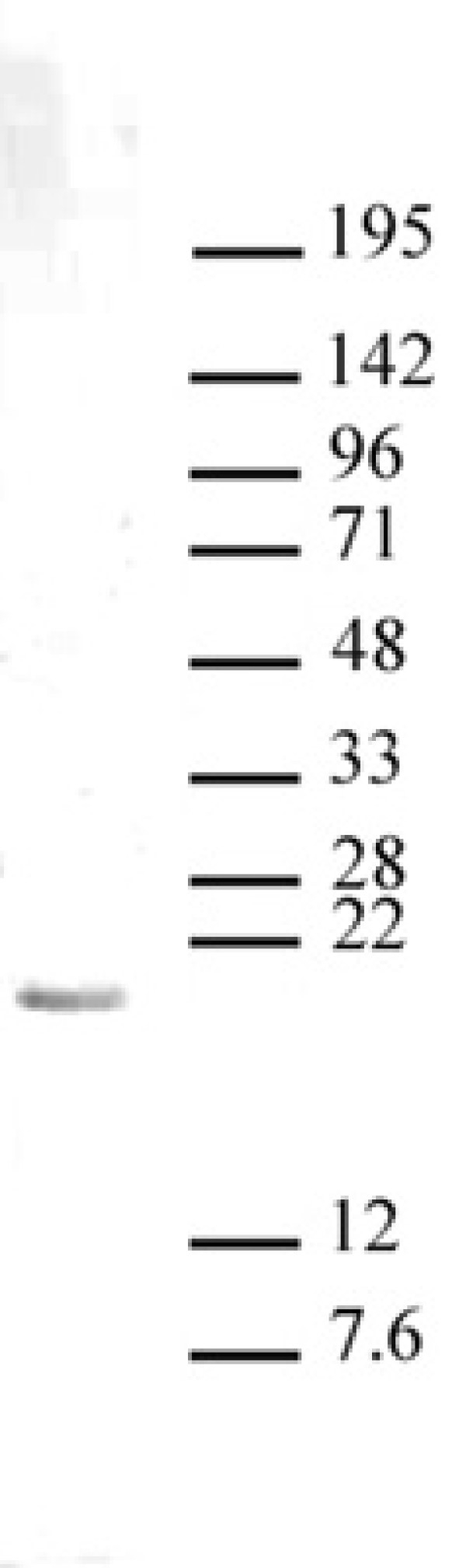 Anti Mono-Methyl-Histone H3 (Lys27) Antibody gallery image 1