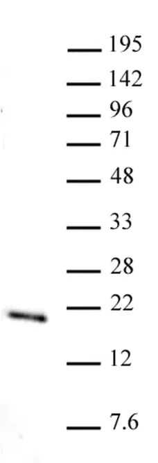 Anti Mono-Methyl-Histone H3 (Lys36) Antibody gallery image 1