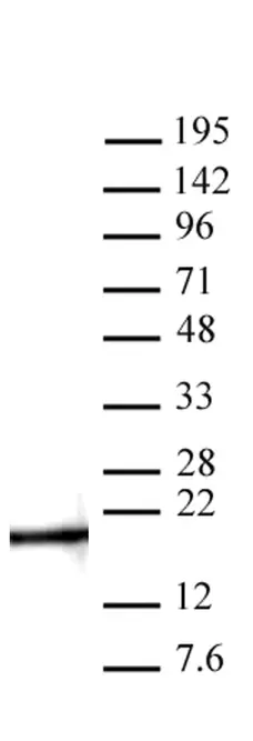 Anti Mono-Methyl-Histone H3 (Lys4) Antibody gallery image 1