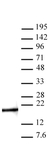 Anti Mono-Methyl-Histone H3 (Lys4) Antibody thumbnail image 1