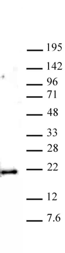Anti Mono-Methyl-Histone H3 (Lys79) Antibody gallery image 1