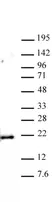 Anti Mono-Methyl-Histone H3 (Lys79) Antibody thumbnail image 1