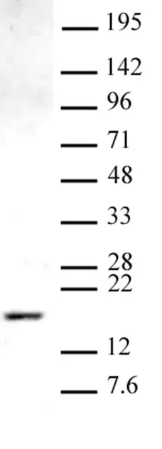 Anti Mono-Methyl-Histone H3 (Lys9) Antibody gallery image 1