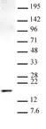Anti Mono-Methyl-Histone H3 (Lys9) Antibody thumbnail image 1