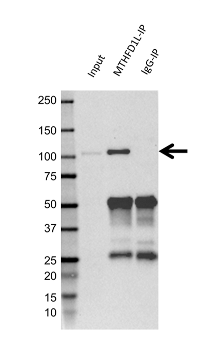 Anti MTHFD1L Antibody (PrecisionAb Polyclonal Antibody) gallery image 2