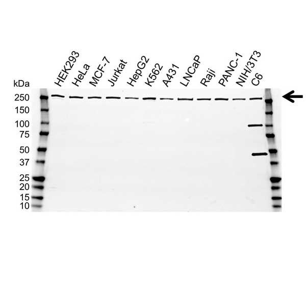 Anti mTOR Antibody (PrecisionAb Polyclonal Antibody) thumbnail image 1
