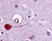Anti Human Muscarinic Receptor M3 Antibody thumbnail image 1