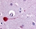 Anti Human Muscarinic Receptor M3 Antibody thumbnail image 1