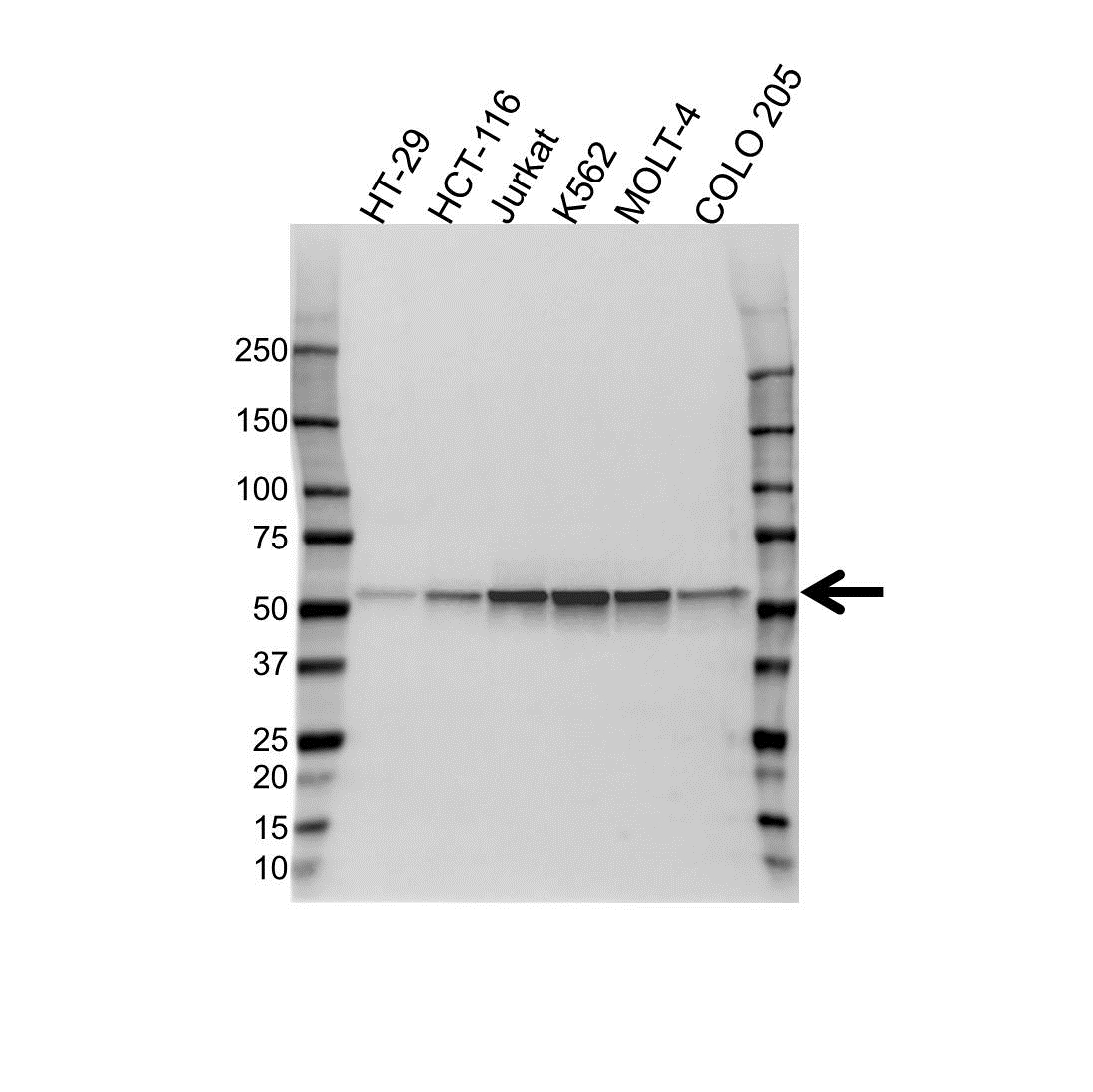 Anti Myh Antibody (PrecisionAb Polyclonal Antibody) gallery image 1