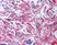 Anti Human Myosin Regulatory Light Chain Antibody thumbnail image 1