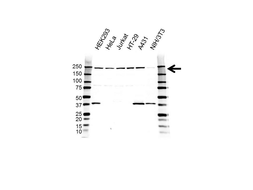 Anti Myosin Heavy Chain 9 Antibody (PrecisionAb Polyclonal Antibody) gallery image 1